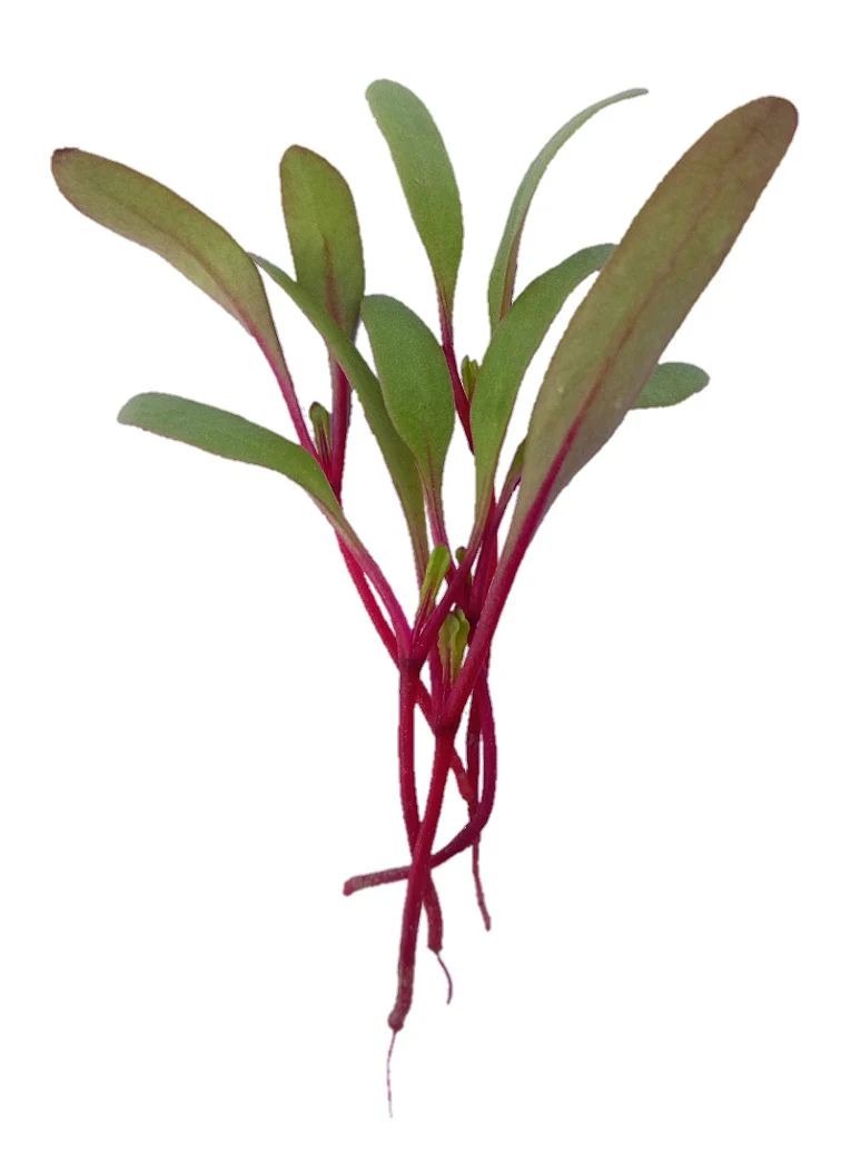 Microgreen Seeds